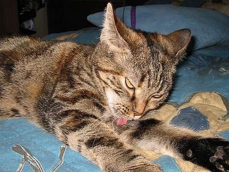 Huskat Disney billede 16