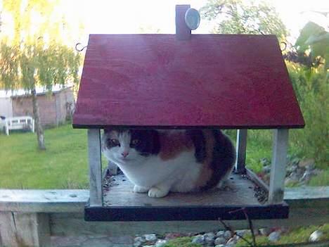 Huskat Futte billede 16