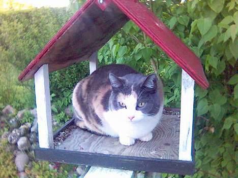 Huskat Futte billede 17