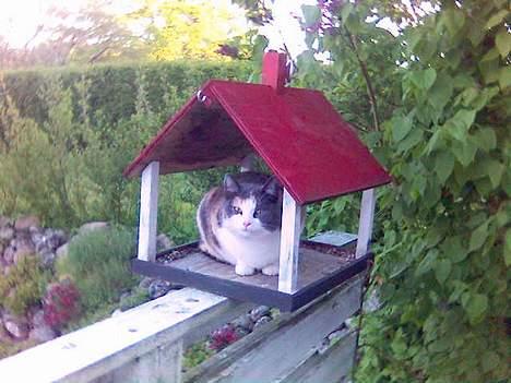 Huskat Futte billede 18