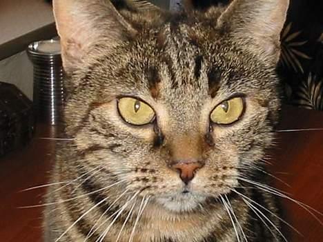 Huskat Disney billede 17