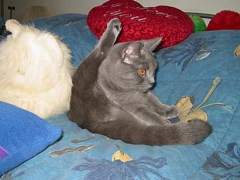 Blanding af racer Mille billede 19