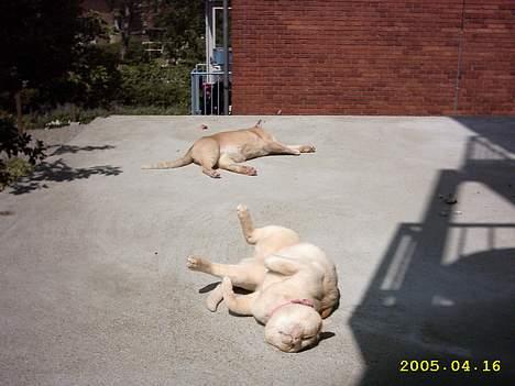 Burmeser April billede 2