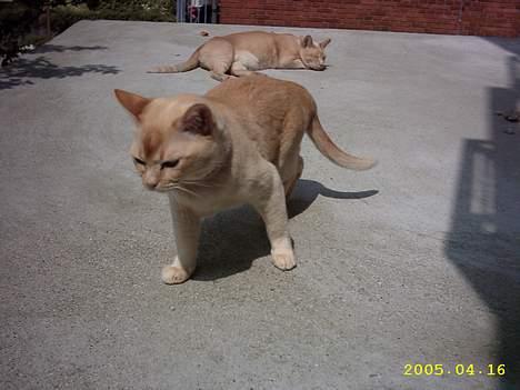 Burmeser April billede 3