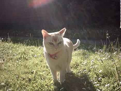 Burmeser April billede 4