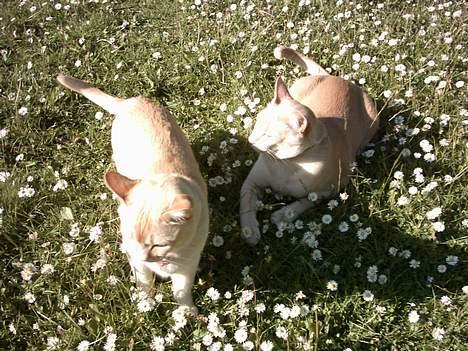 Burmeser April billede 5