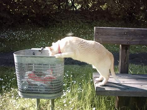 Burmeser April billede 6