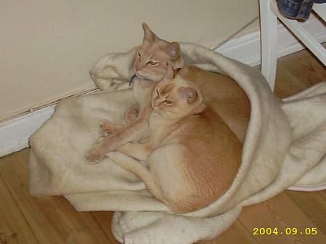 Burmeser April billede 7