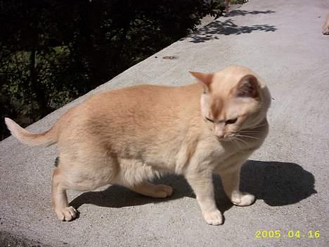 Burmeser April billede 8