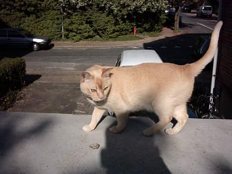 Burmeser April billede 9