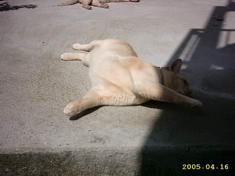 Burmeser April billede 10