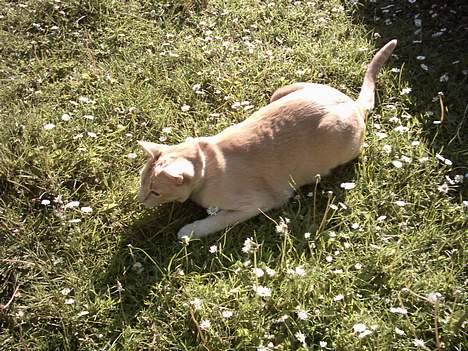 Blanding af racer Cartman billede 2