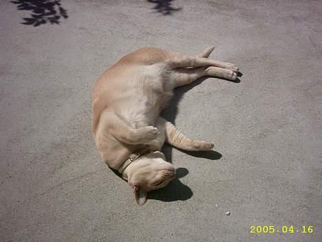 Blanding af racer Cartman billede 3