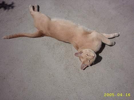 Blanding af racer Cartman billede 4