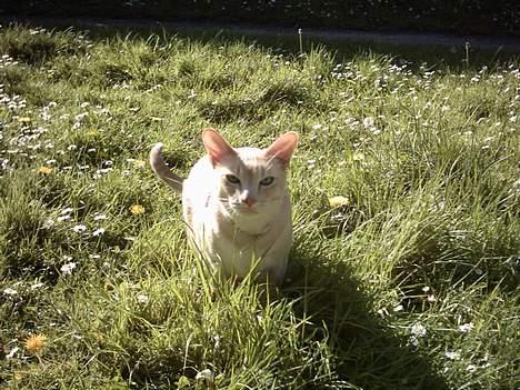 Blanding af racer Cartman billede 5