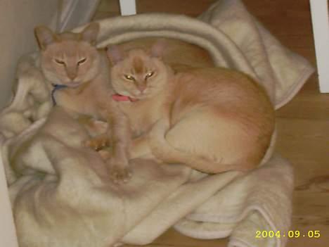 Blanding af racer Cartman billede 6