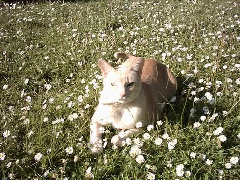 Blanding af racer Cartman billede 7