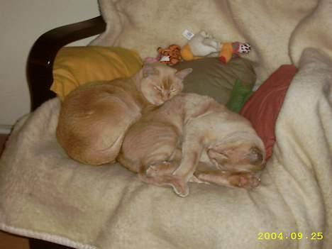 Blanding af racer Cartman billede 8