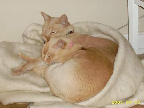 Blanding af racer Cartman billede 10