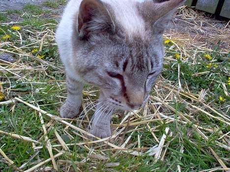 Blanding af racer Bjafre<3 (snekatten) billede 1