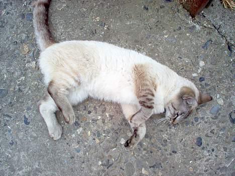 Blanding af racer Bjafre<3 (snekatten) billede 2