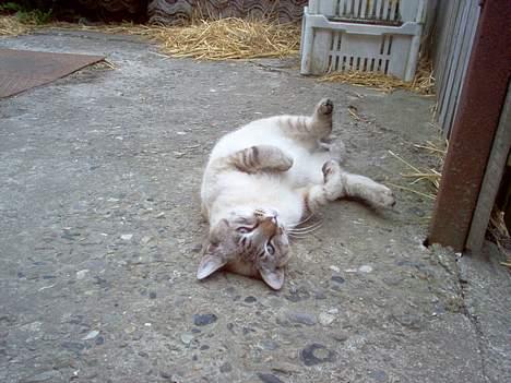 Blanding af racer Bjafre<3 (snekatten) billede 3