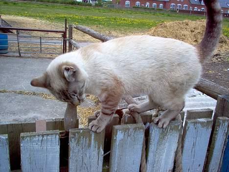 Blanding af racer Bjafre<3 (snekatten) billede 4