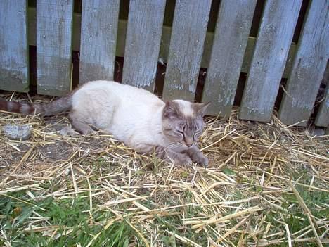 Blanding af racer Bjafre<3 (snekatten) billede 5