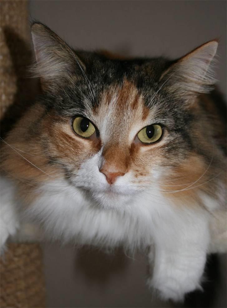 Norsk Skovkat Mischa - Den 5. februar 2008. - Sikke dog et look :D billede 1