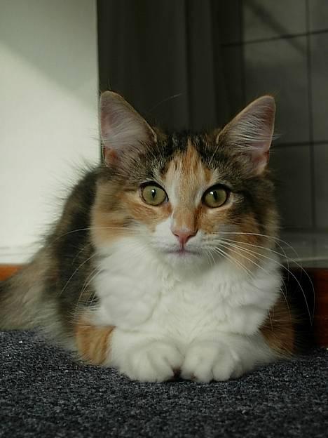 Norsk Skovkat Mischa - 20 uger + 3 dage. billede 2