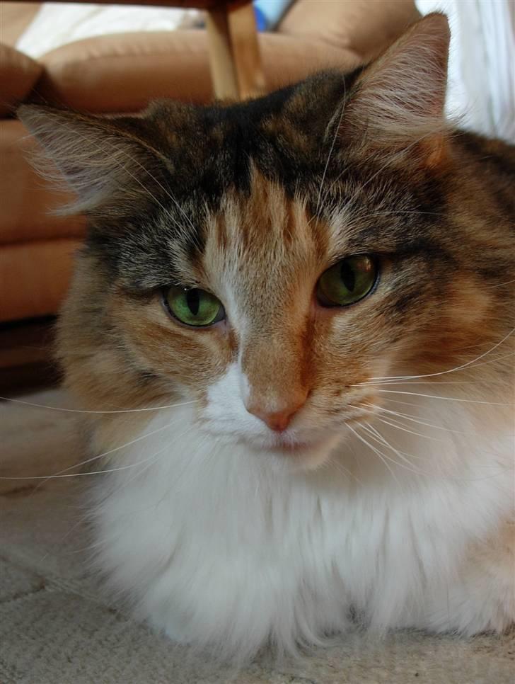 Norsk Skovkat Mischa - Den 13. august 2007. - Endnu en gang de smukke grønne øjne :) billede 3