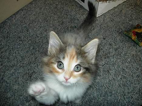 Norsk Skovkat Mischa - 51 dage. - Giv mig det der, så skal jeg tage billeder af dig.. billede 4