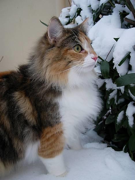 Norsk Skovkat Mischa - Den 24. januar 2006 billede 5