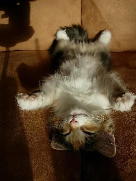 Norsk Skovkat Mischa - 86 dage. - Her ligger man ok.. billede 6