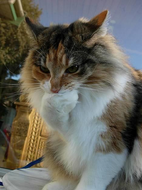 Norsk Skovkat Mischa - 43 uger + 1 dag. Den 25. december 2005. Uuuhhh, man bliver så beskidt af at være udenfor.. Det er slet ikke til at klare :) billede 7