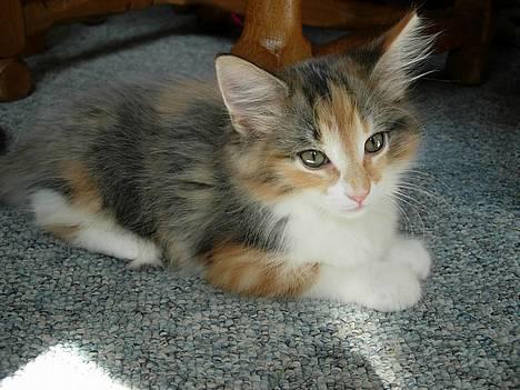 Norsk Skovkat Mischa - 69 dage. - Ligger lige så fint her i solen, og kan bare ikke gemme sig for kameraet.. billede 8