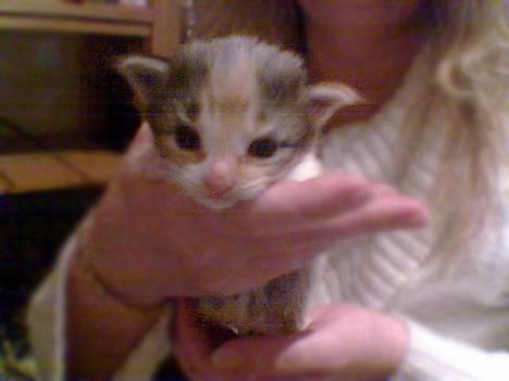 Norsk Skovkat Mischa - 11 dage. - Det første billede jeg har af hende. Undskyld kvaliteten, det er taget med min mobil. billede 9