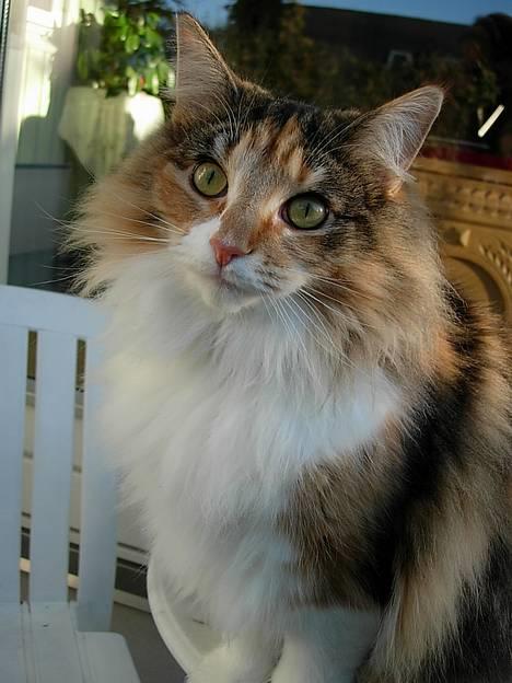 Norsk Skovkat Mischa - Den 25. december 2005. Så fin hun sidder og ser ud :) Se hendes flotte vinterpels med krave og det hele :) billede 10