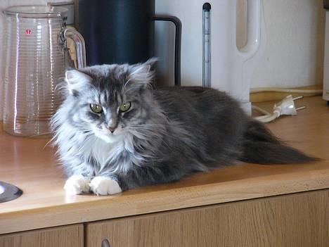 Maine Coon Bessie - Bessie billede 1