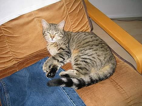 Blanding af racer Trille billede 1