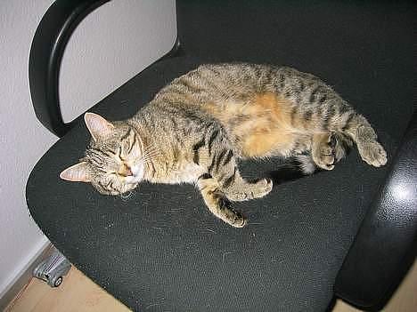 Blanding af racer Trille billede 2