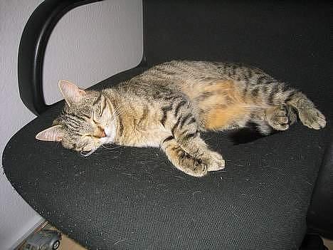 Blanding af racer Trille billede 3