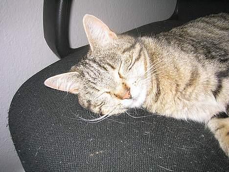 Blanding af racer Trille billede 4