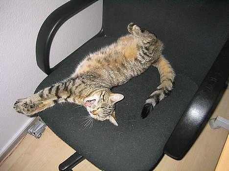 Blanding af racer Trille billede 5