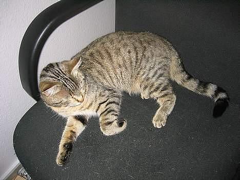 Blanding af racer Trille billede 6