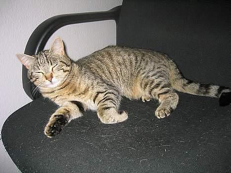 Blanding af racer Trille billede 7