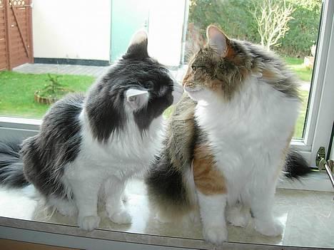 Norsk Skovkat Mischa - Mischa og Bazooka den 23. november 2005. Et rigtig sødt billede, som jeg synes skulle have lov til at være her.. billede 11