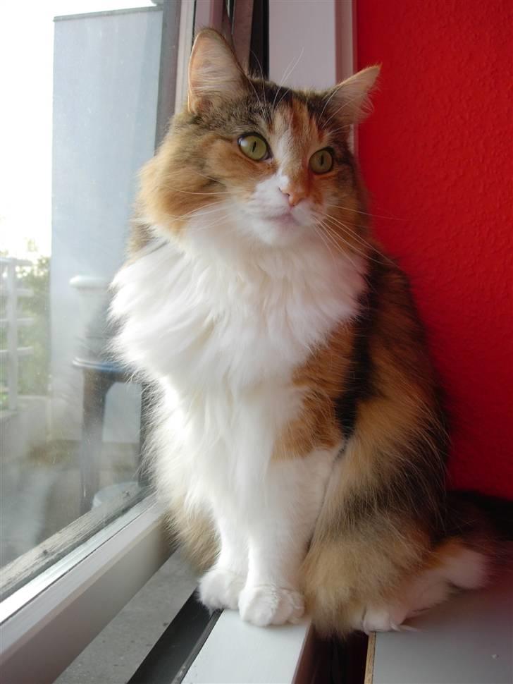 Norsk Skovkat Mischa - Den 24. april 2007. - Hun sad lige og nød solen i vindueskarmen. billede 12
