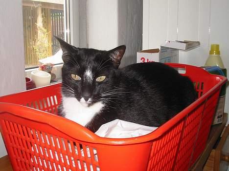 Blanding af racer Pixi - Mmm, vaske-Kurven er nu lige lidt for dejlig at tage en lur i ! (Fotograf: Lena E) billede 12