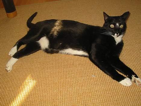 Blanding af racer Pixi - Er en meget doven kat. Kan falde om alle steder og når man er faldt om kan man jo tage en lur eller bare slappe af .. (Fotograf: Lena E) billede 13